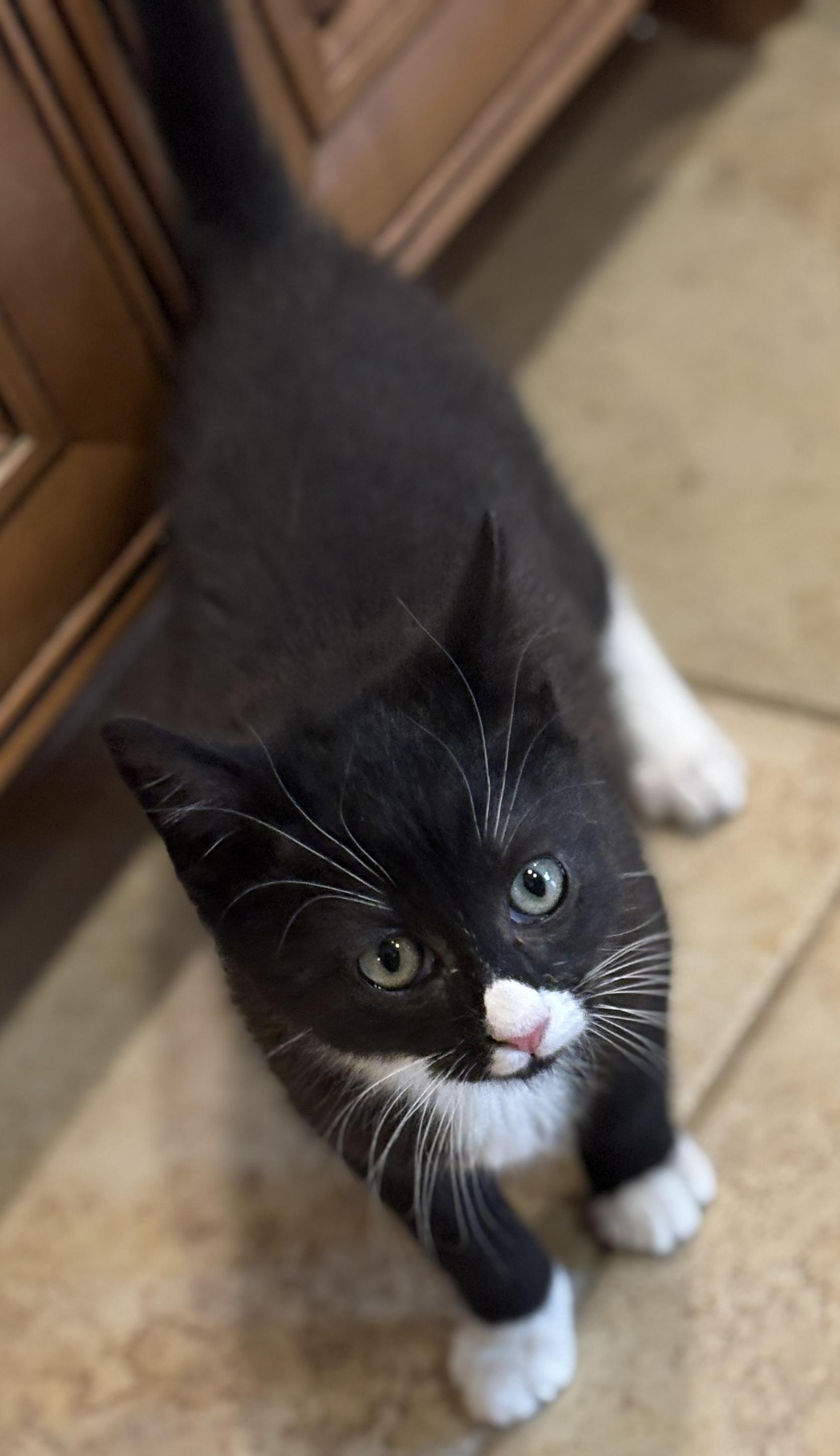 Enlarge Leland, an adopted mixed breed in Chantilly, VA image 2/3