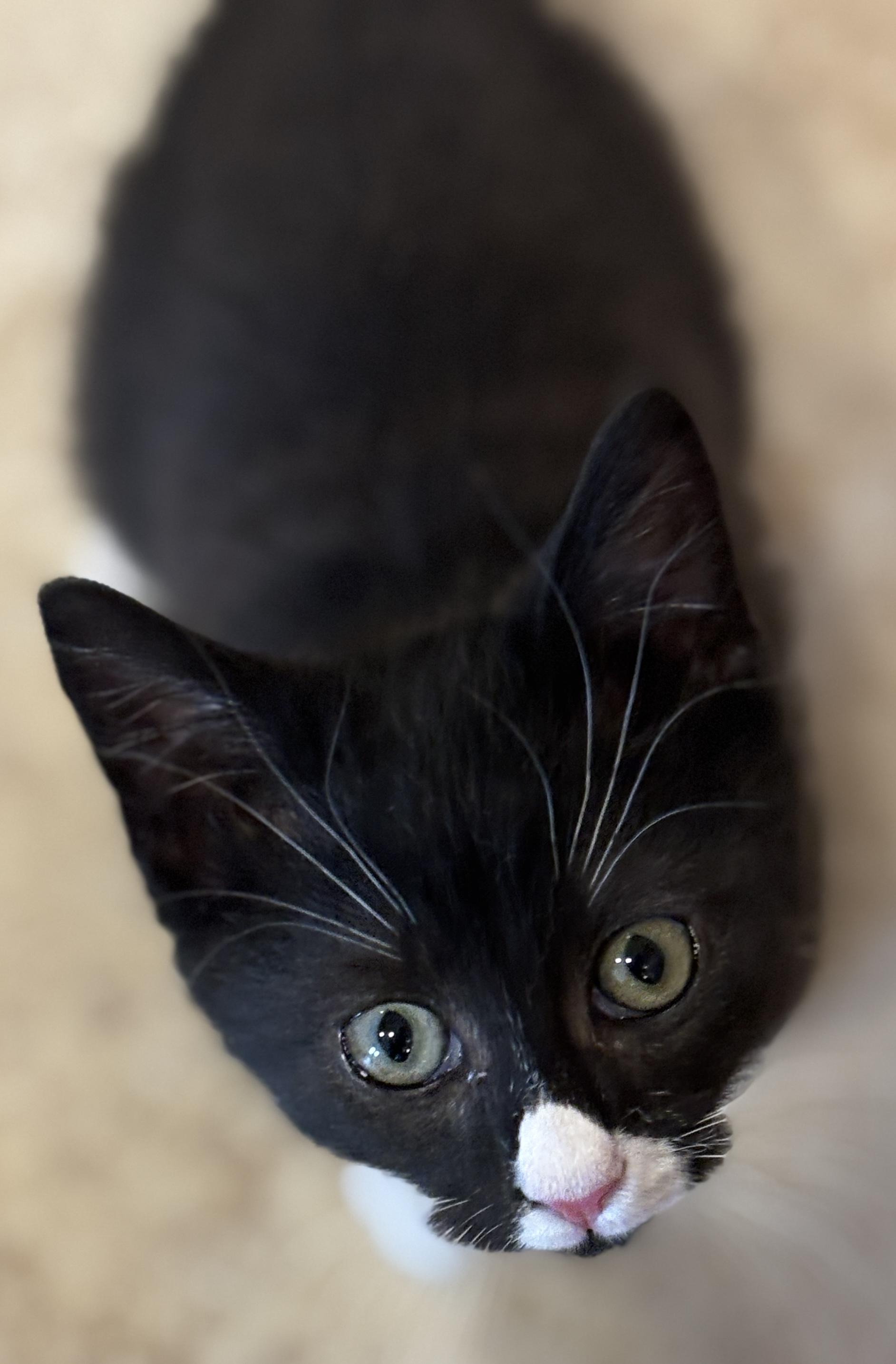 Enlarge Leland, an adopted mixed breed in Chantilly, VA image 3/3