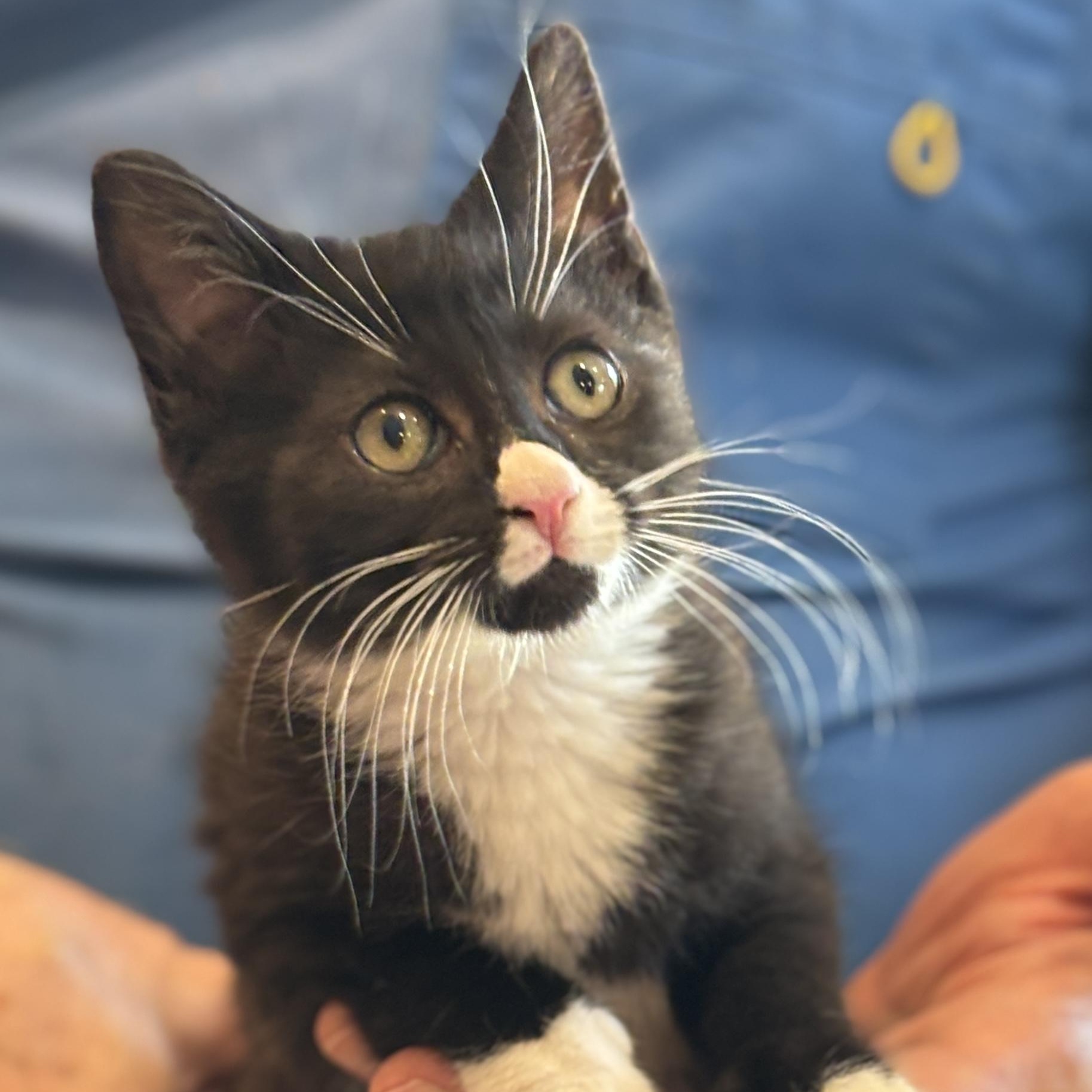 Enlarge Leland, an adopted mixed breed in Chantilly, VA image 1/3