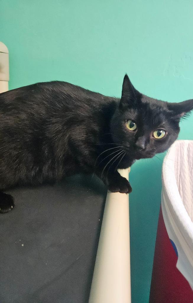Enlarge Luna, a Adoptable mixed breed in Morgantown, KY image 1/2
