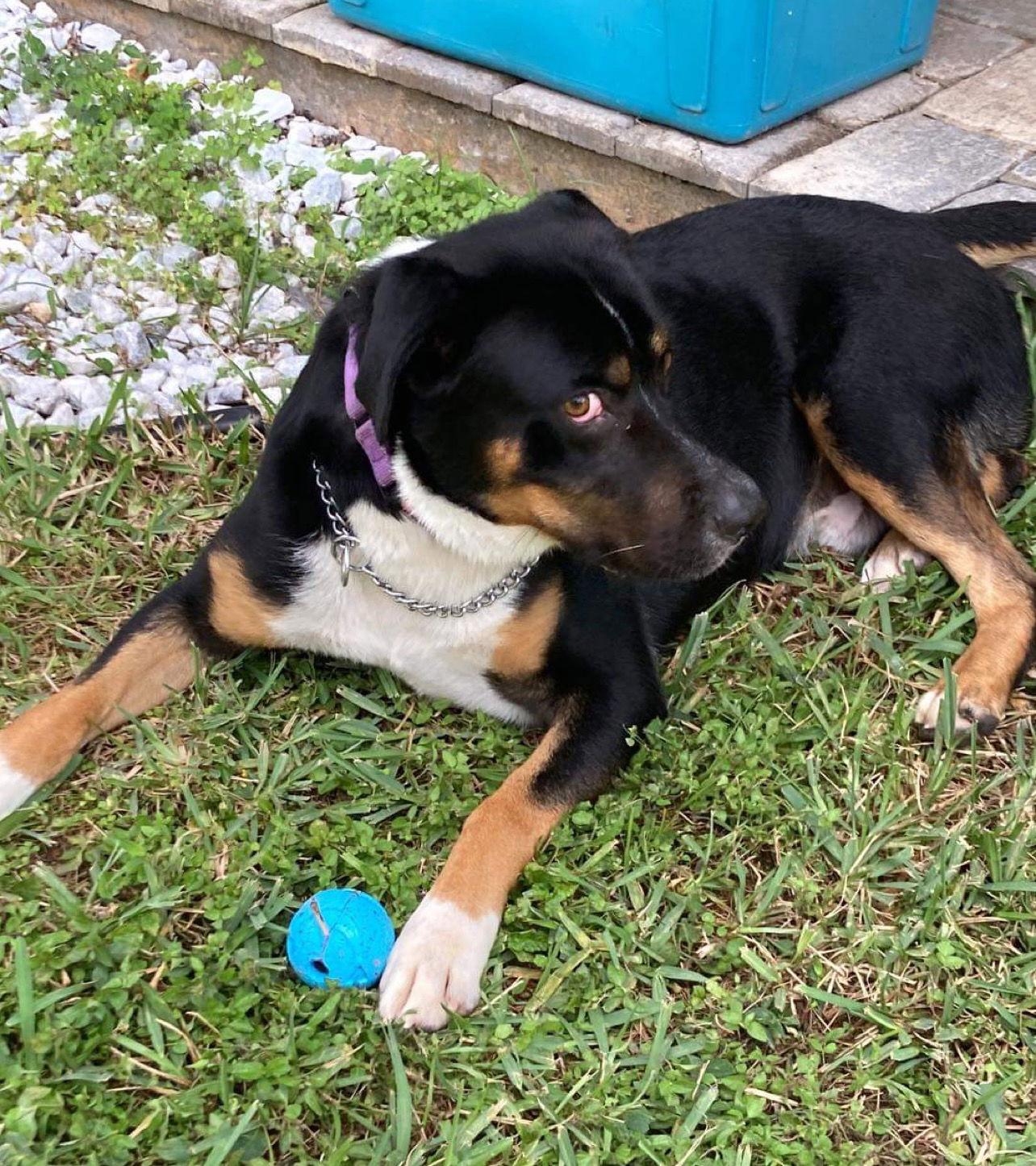 Luke (FL), Adoptable, Adult Male Mixed Breed.