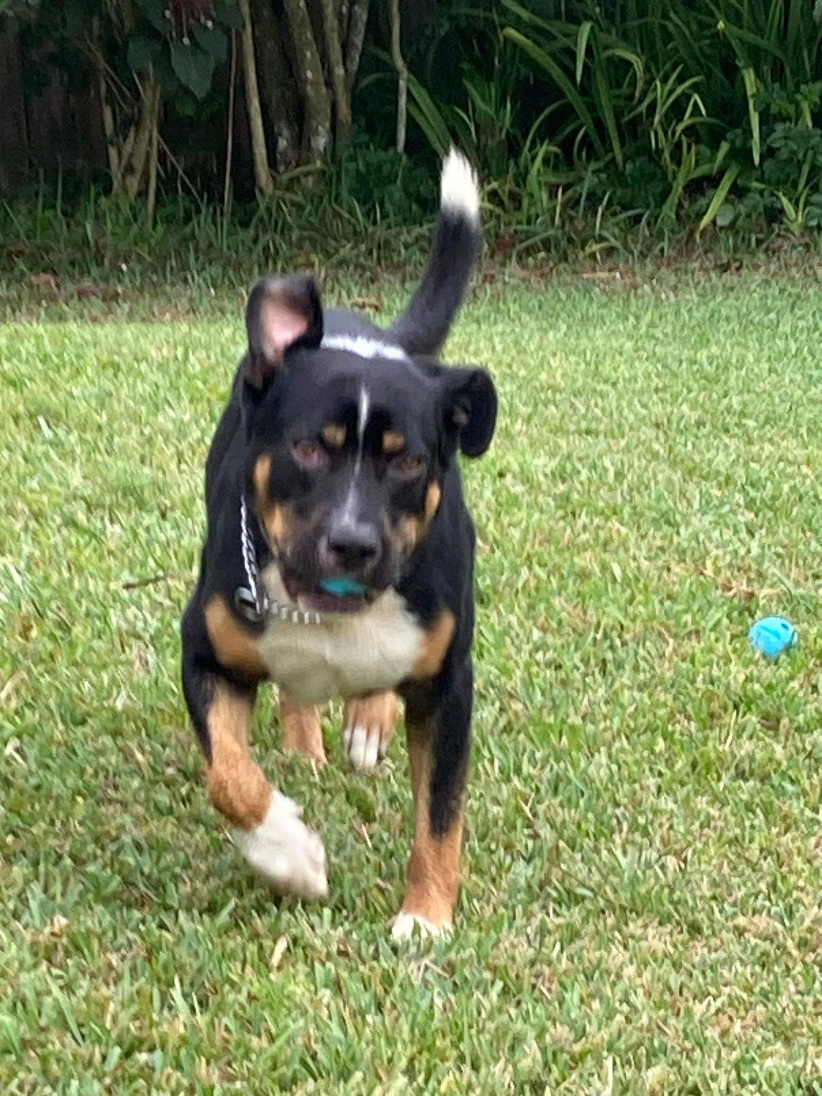 Luke (FL), a Adoptable Mixed Breed in Ridgefield, CT image 3/3