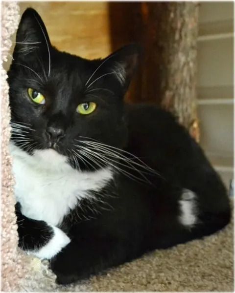 Violet, Adoptable, Adult Female Tuxedo.