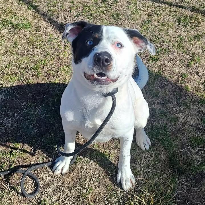Tesoro, Adoptable, Young Male Hound & Collie.