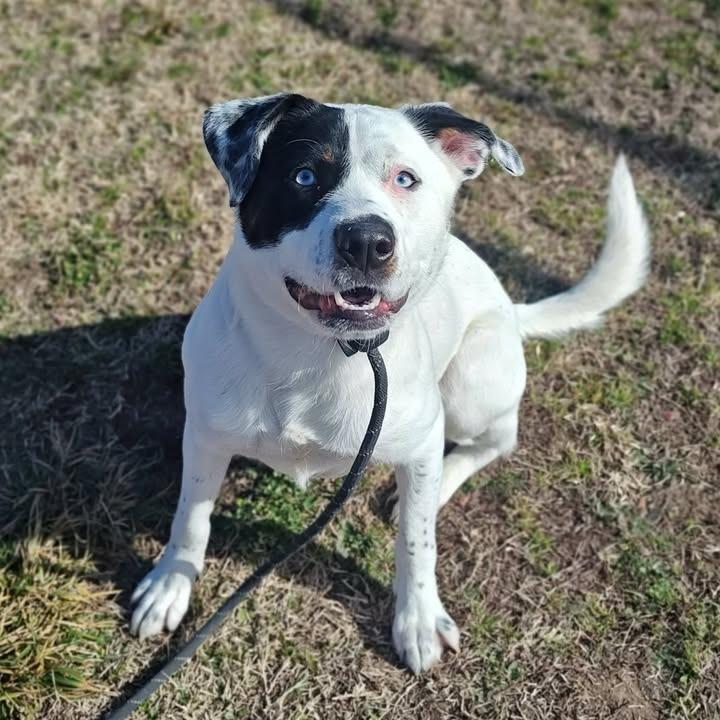 Tesoro, a Adoptable mixed breed in Springdale, AR image 3/6