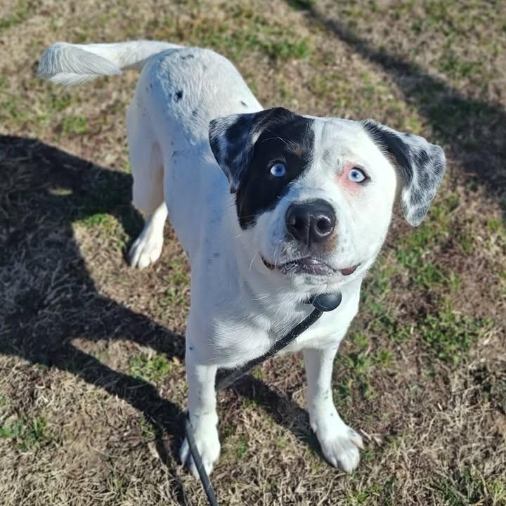 Enlarge Tesoro, a Adoptable mixed breed in Springdale, AR image 2/6