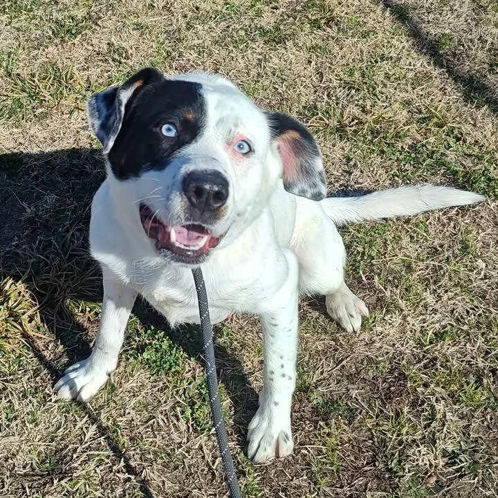 Tesoro, a Adoptable mixed breed in Springdale, AR image 4/6