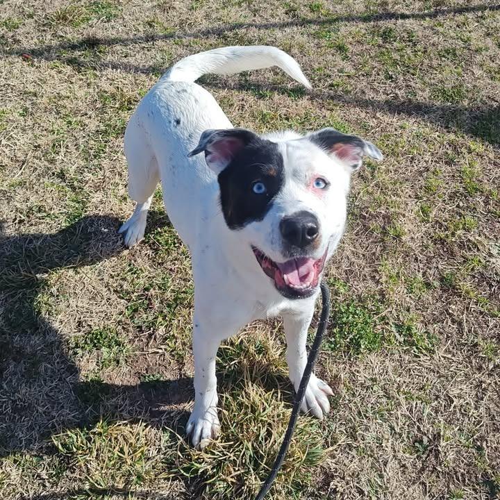 Enlarge Tesoro, a Adoptable mixed breed in Springdale, AR image 5/6