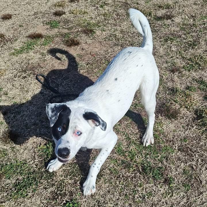 Enlarge Tesoro, a Adoptable mixed breed in Springdale, AR image 6/6