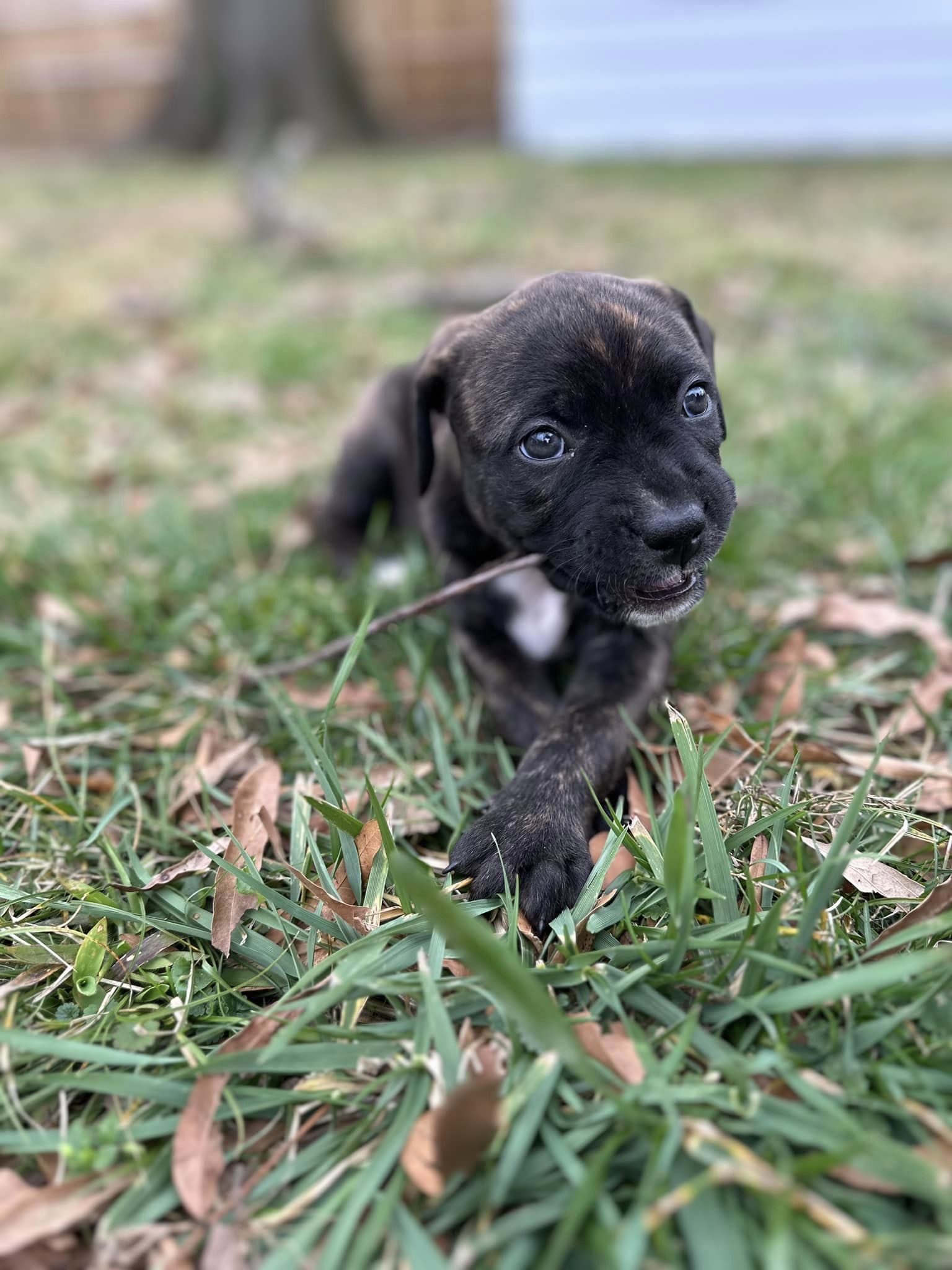 Tilly, Adopted, Puppy Female Boxer & American Staffordshire Terrier.