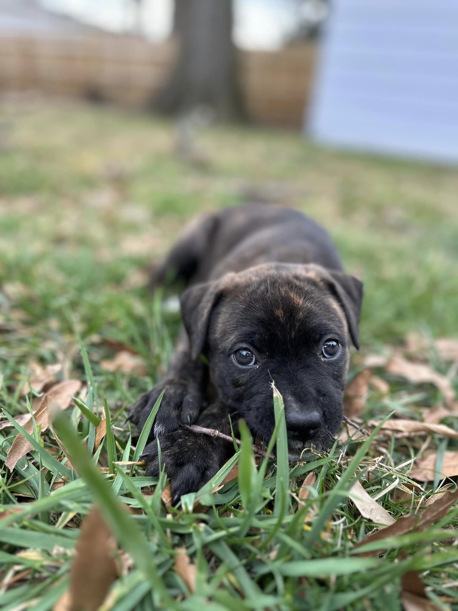 Enlarge Tilly, a Adopted mixed breed in Memphis, TN image 2/2