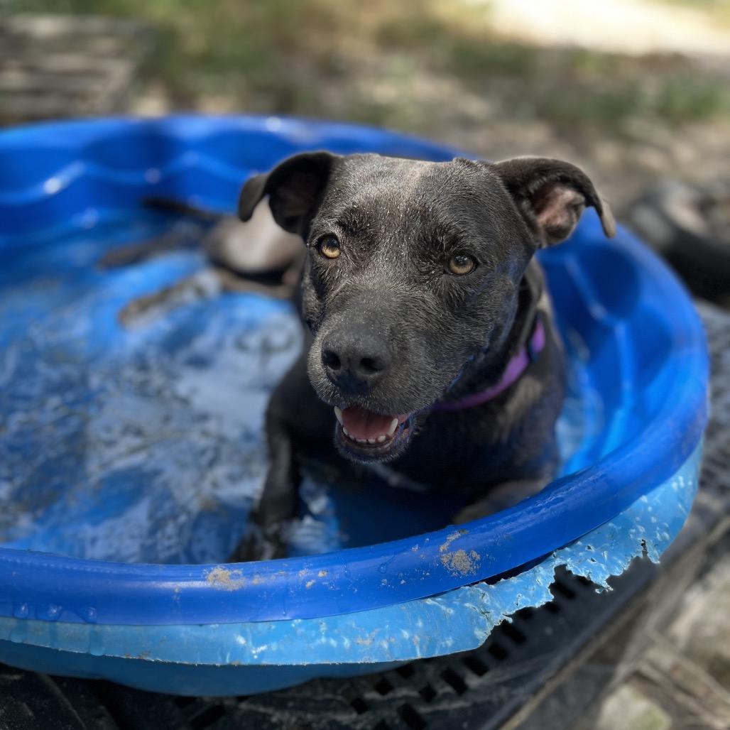 Enlarge Payton, a Adoptable mixed breed in Fulton, TX image 2/4