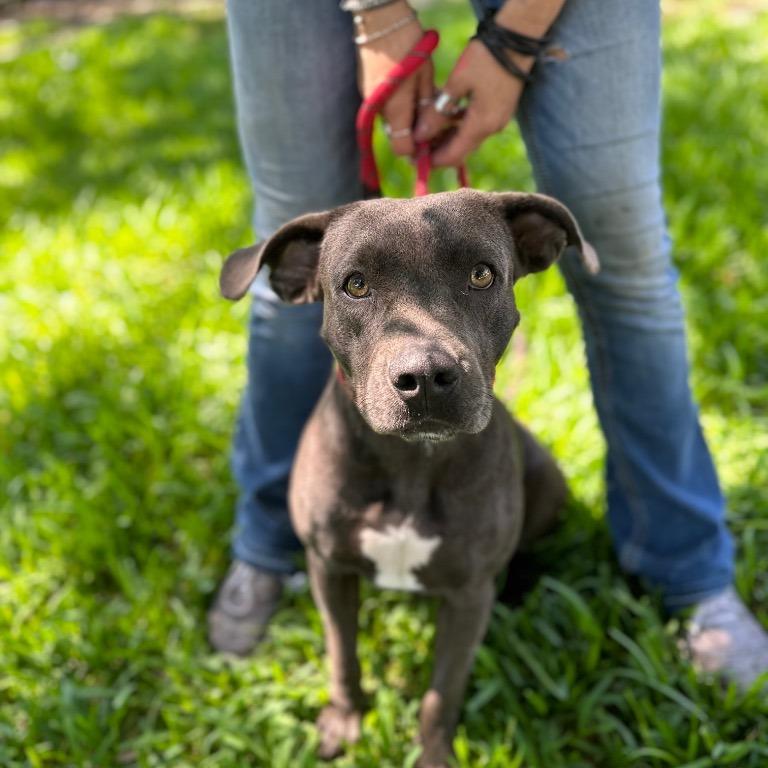 Enlarge Payton, a Adoptable mixed breed in Fulton, TX image 1/4