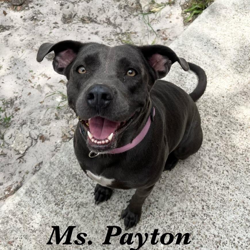 Enlarge Payton, a Adoptable mixed breed in Fulton, TX image 4/4