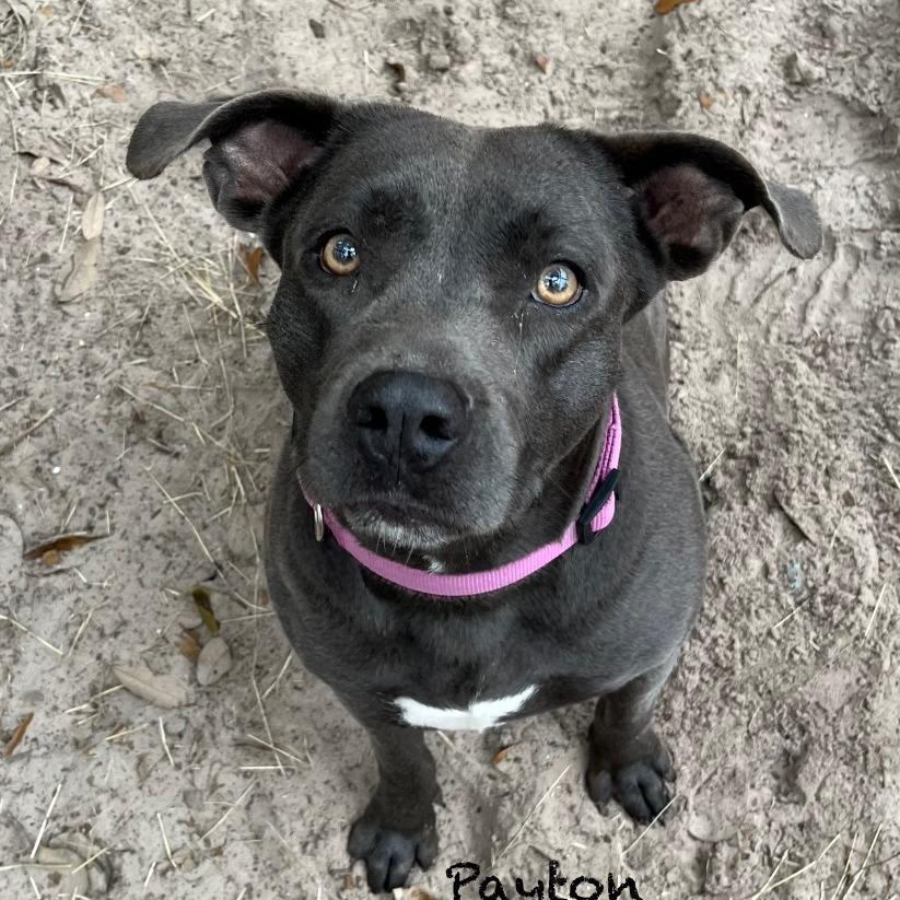 Enlarge Payton, a Adoptable mixed breed in Fulton, TX image 4/4