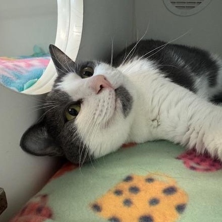 Azalea, Adult Female Domestic Short Hair