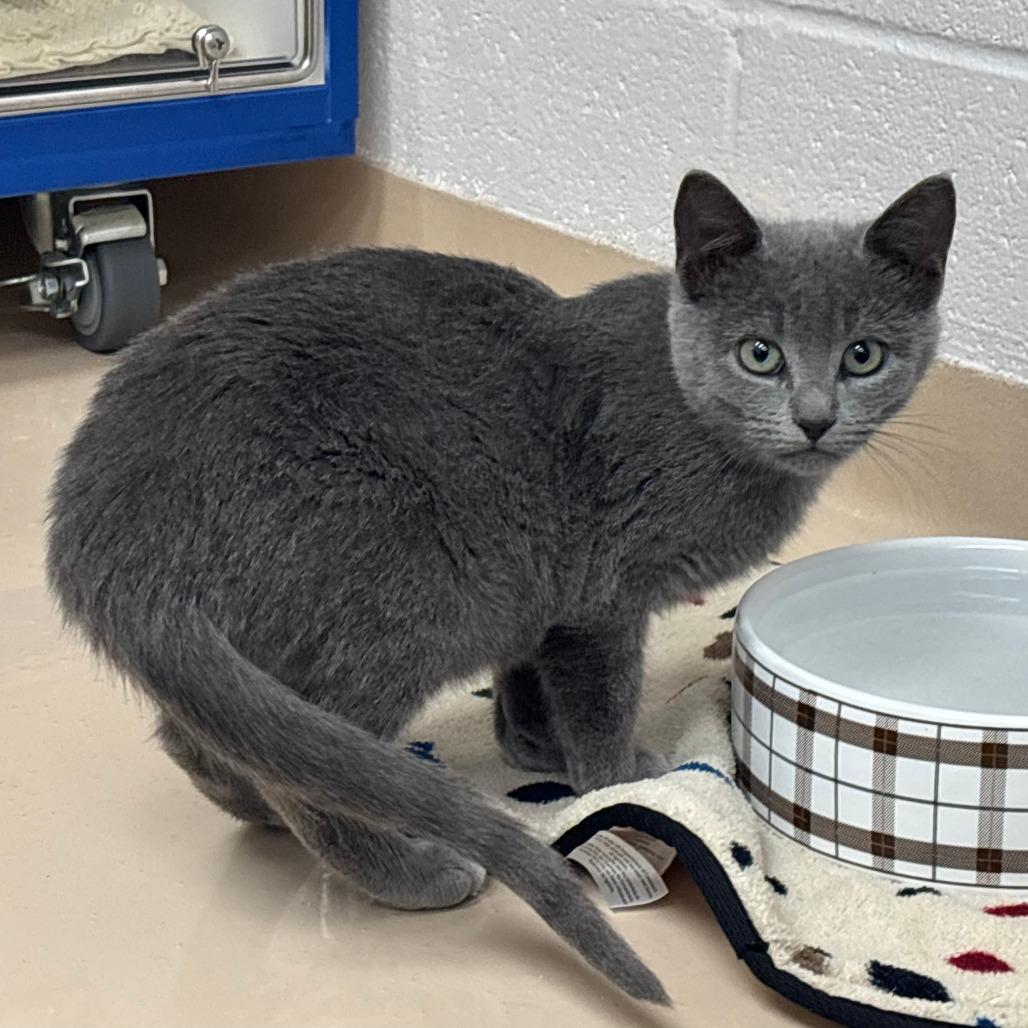 Fiona, a Adoptable Domestic Short Hair in Mebane, NC image 1/4