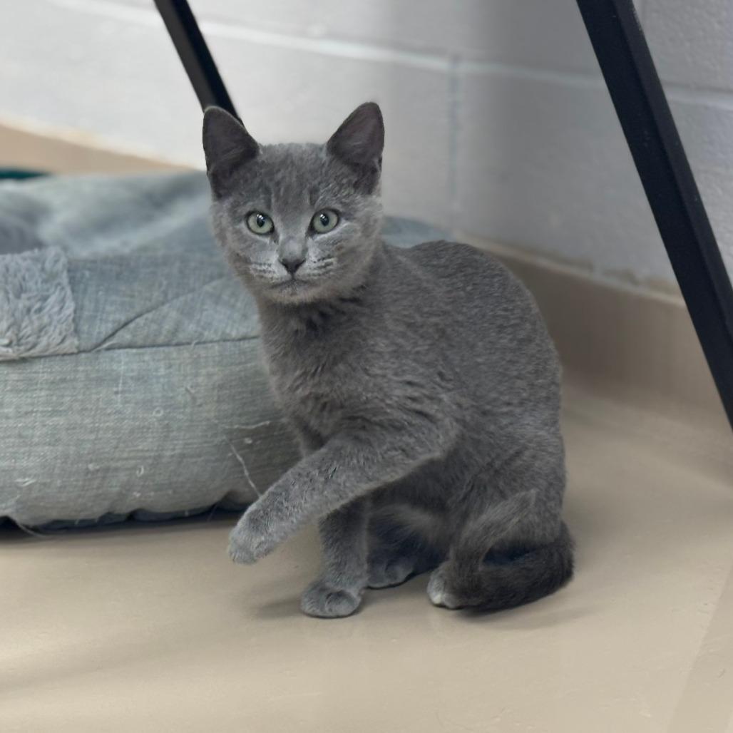 Fiona, a Adoptable Domestic Short Hair in Mebane, NC image 2/4