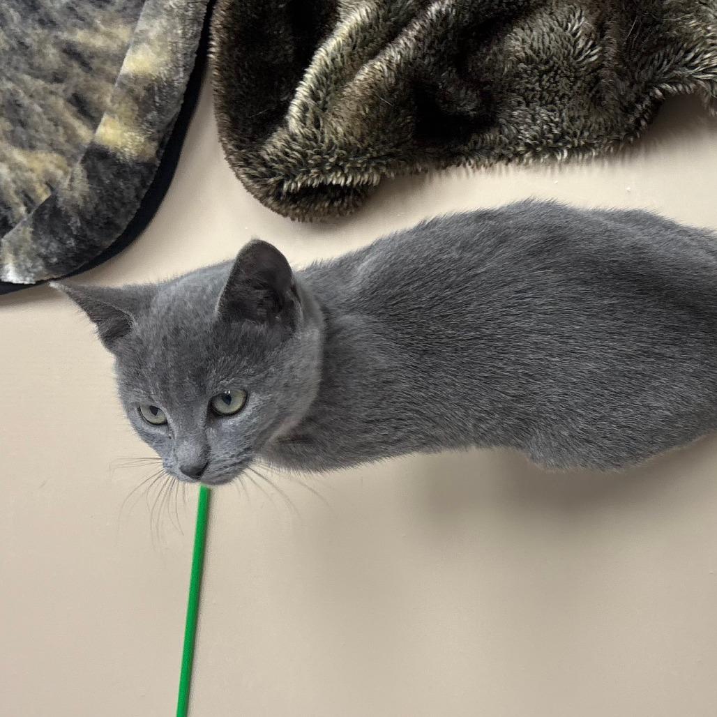 Fiona, a Adoptable Domestic Short Hair in Mebane, NC image 3/4