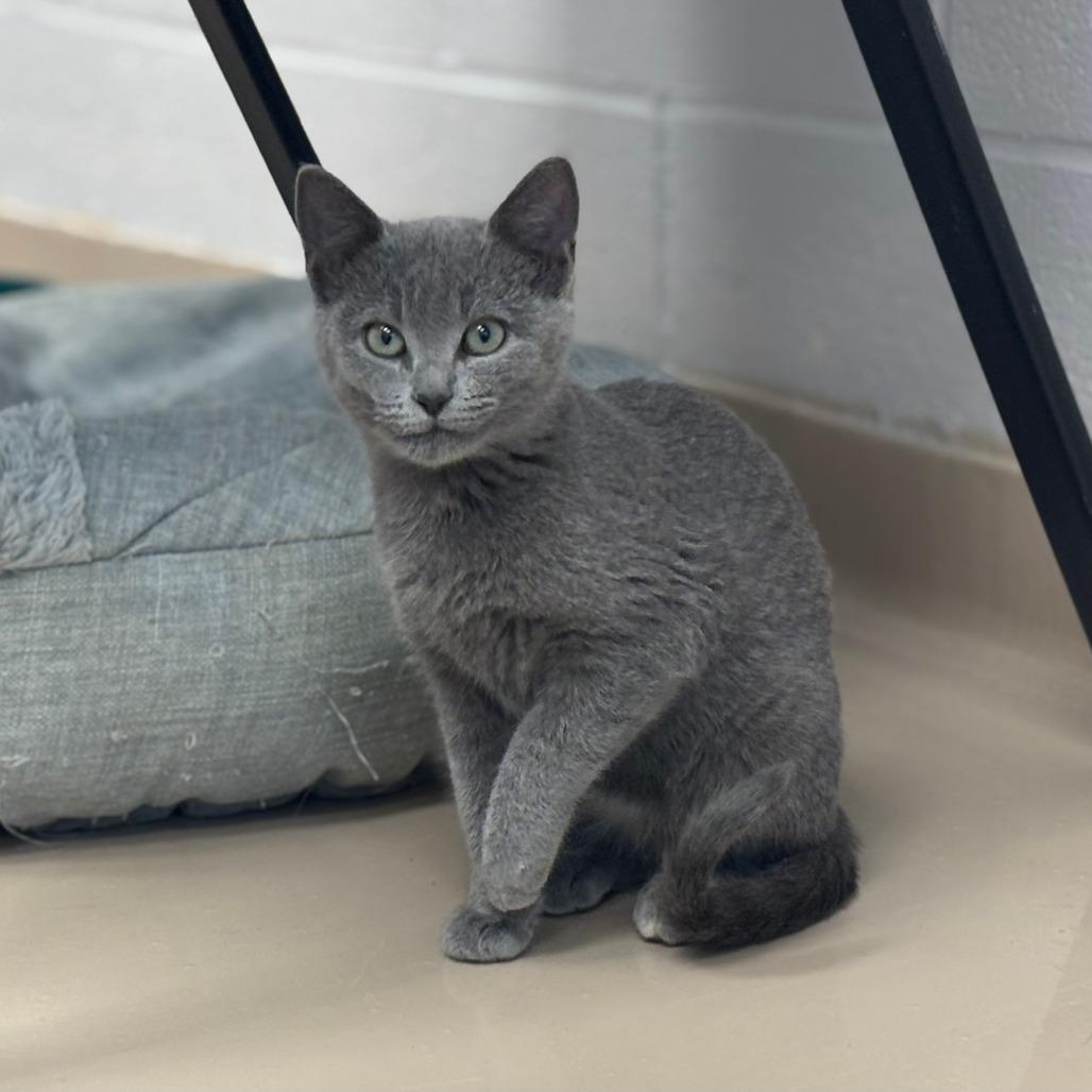 Fiona, a Adoptable Domestic Short Hair in Mebane, NC image 4/4