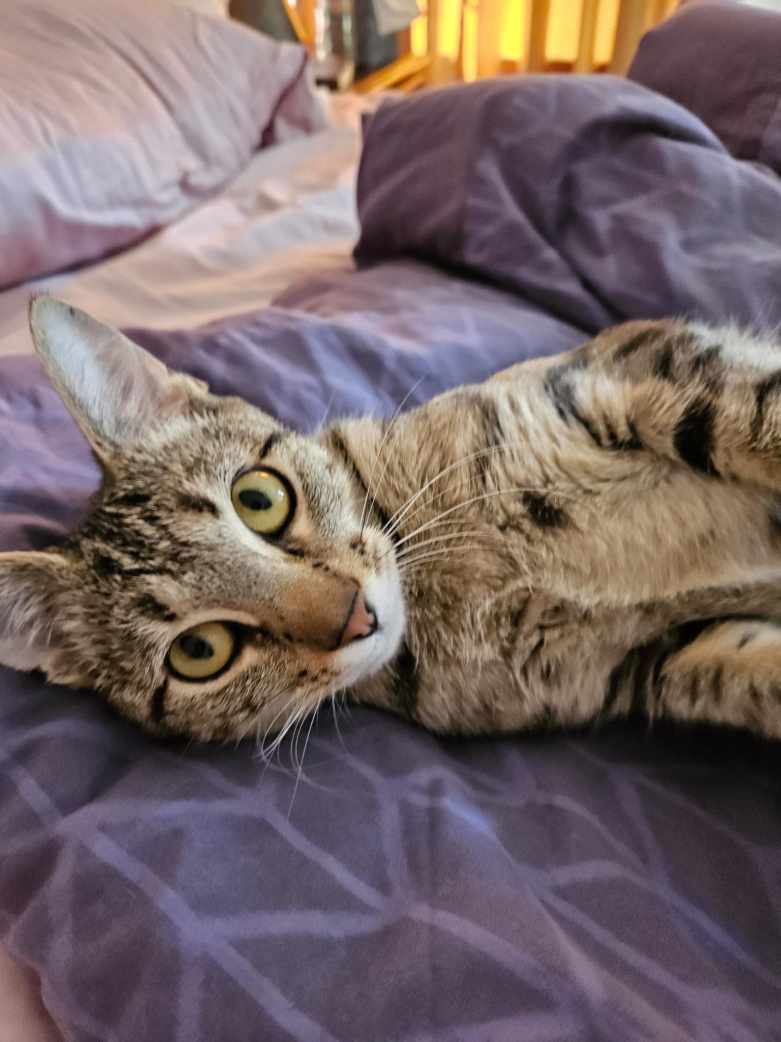 Enlarge Michelle Kwan, a Adoptable Domestic Short Hair in Belmont, NC image 2/5