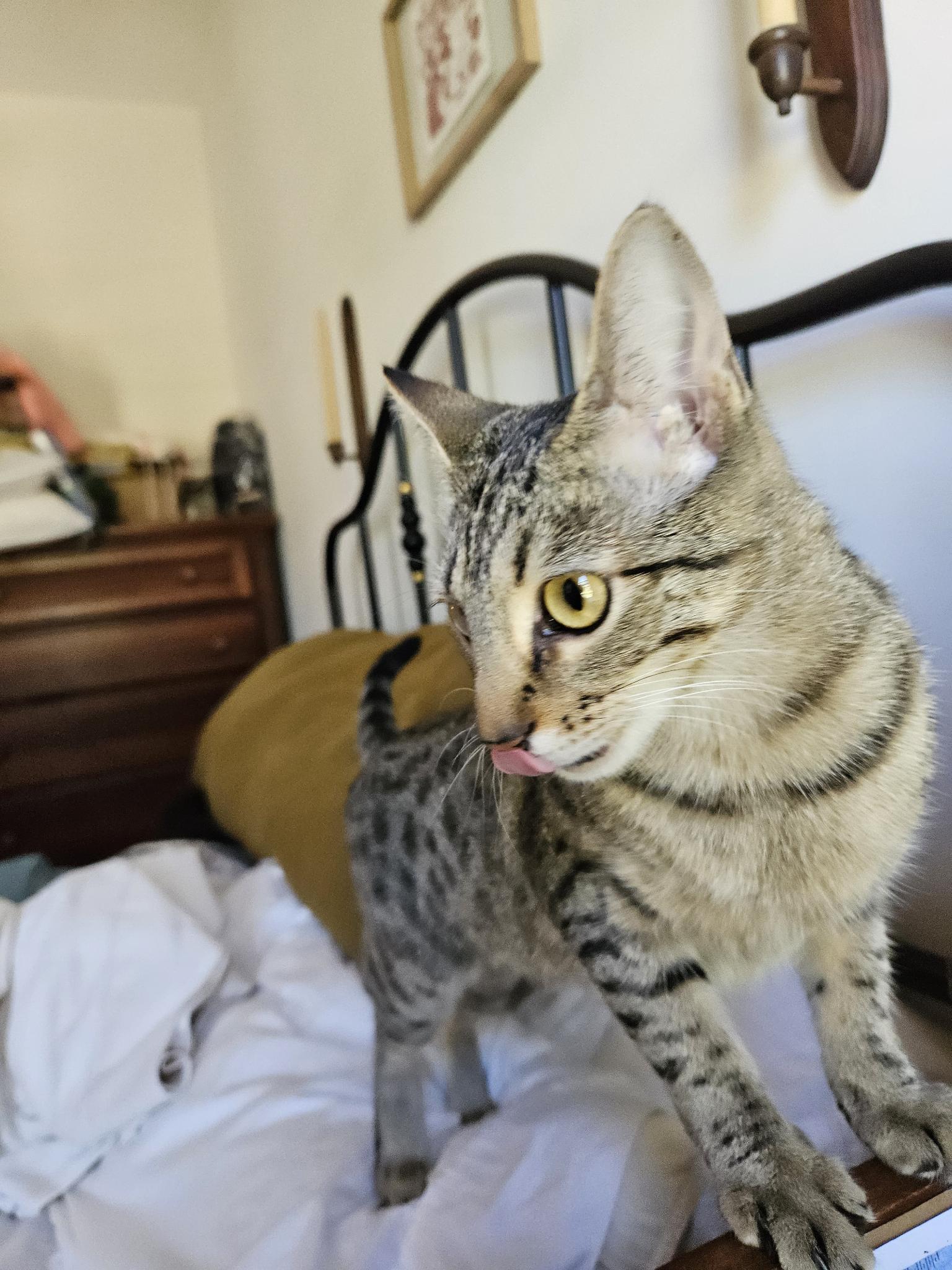 Enlarge Michelle Kwan, a Adoptable Domestic Short Hair in Belmont, NC image 3/5