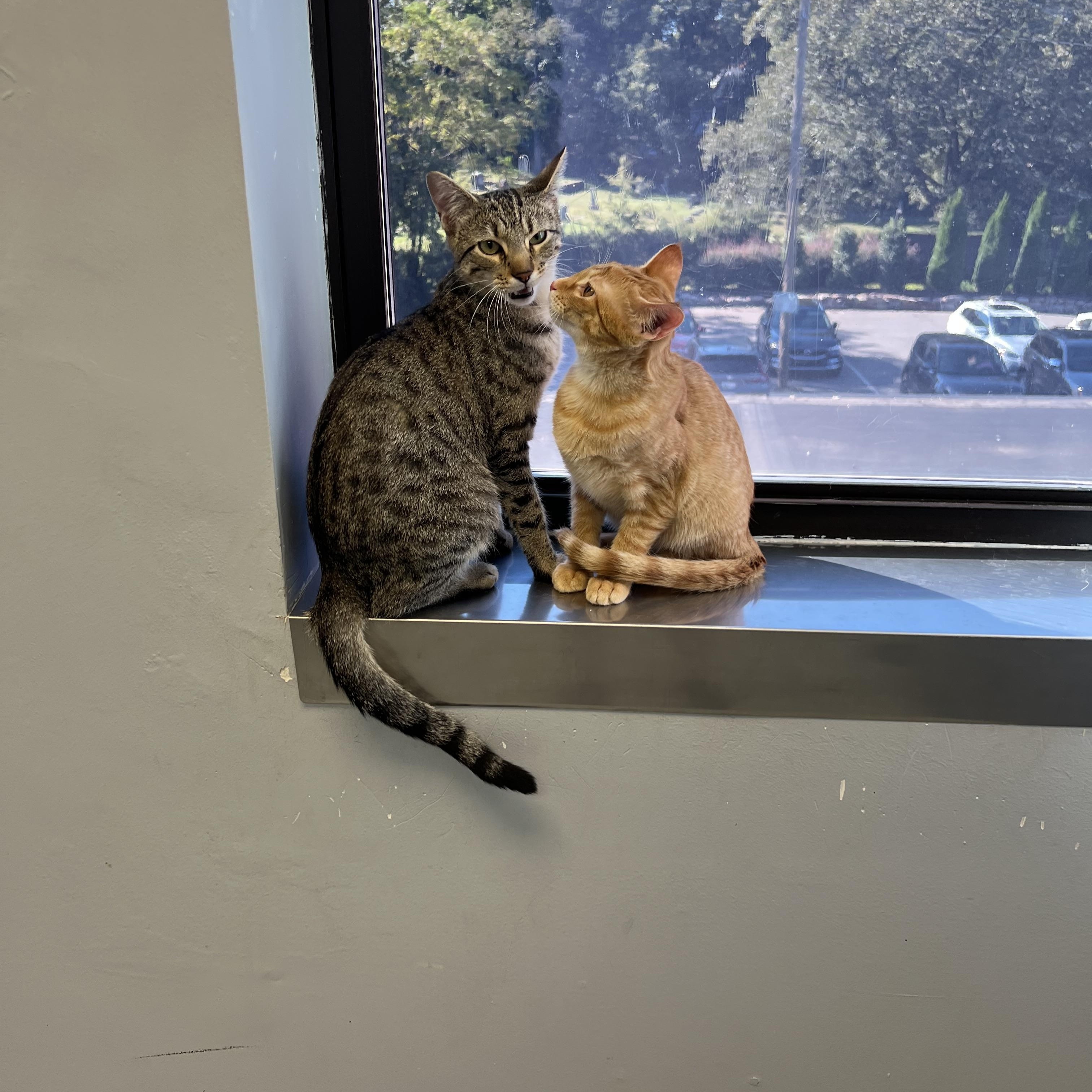 Enlarge Michelle Kwan, a Adoptable Domestic Short Hair in Belmont, NC image 5/5