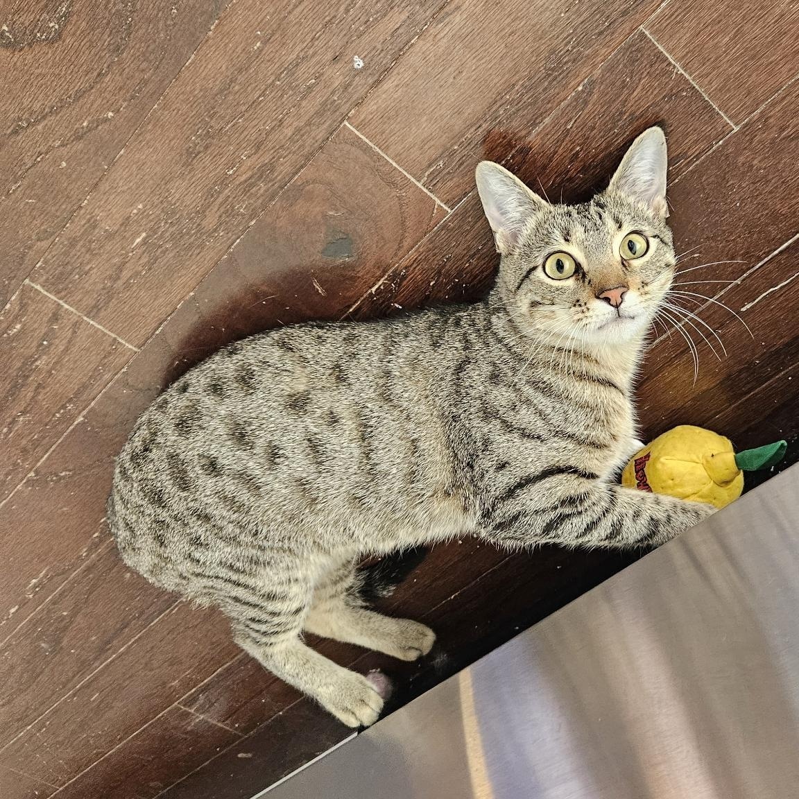 Enlarge Michelle Kwan, a Adoptable Domestic Short Hair in Belmont, NC image 4/5