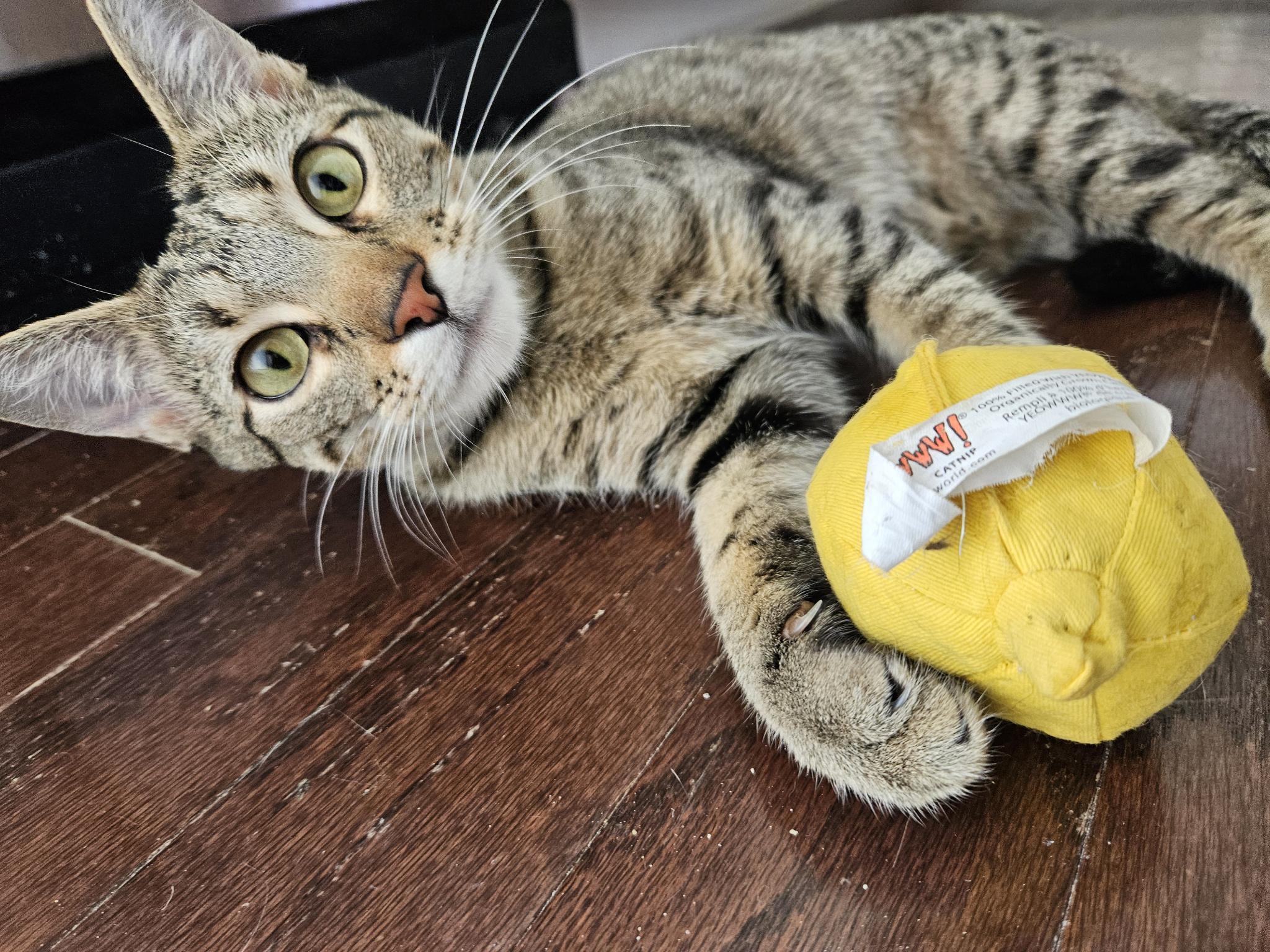 Michelle Kwan, Adoptable, Young Female Domestic Short Hair.