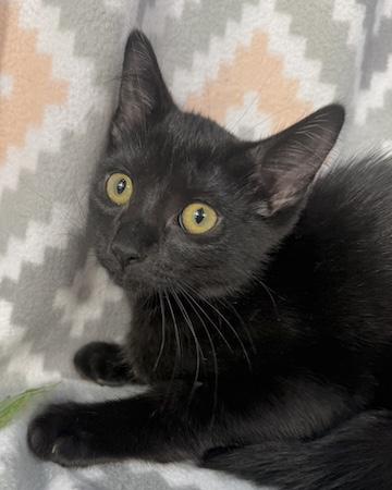 Enlarge McRib, a Adoptable Domestic Short Hair in Minneapolis, MN image 3/3