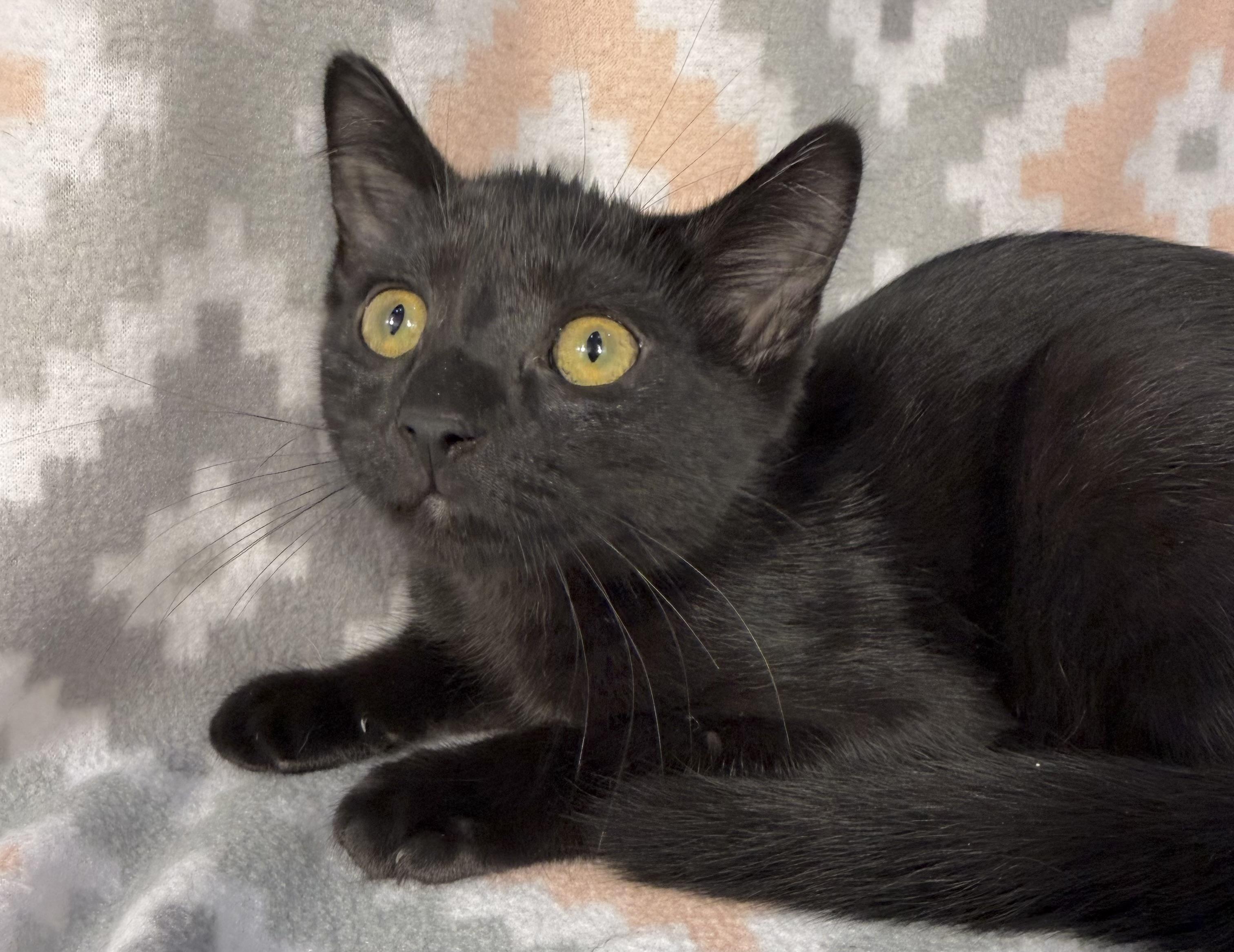Enlarge McRib, a Adoptable Domestic Short Hair in Minneapolis, MN image 1/3