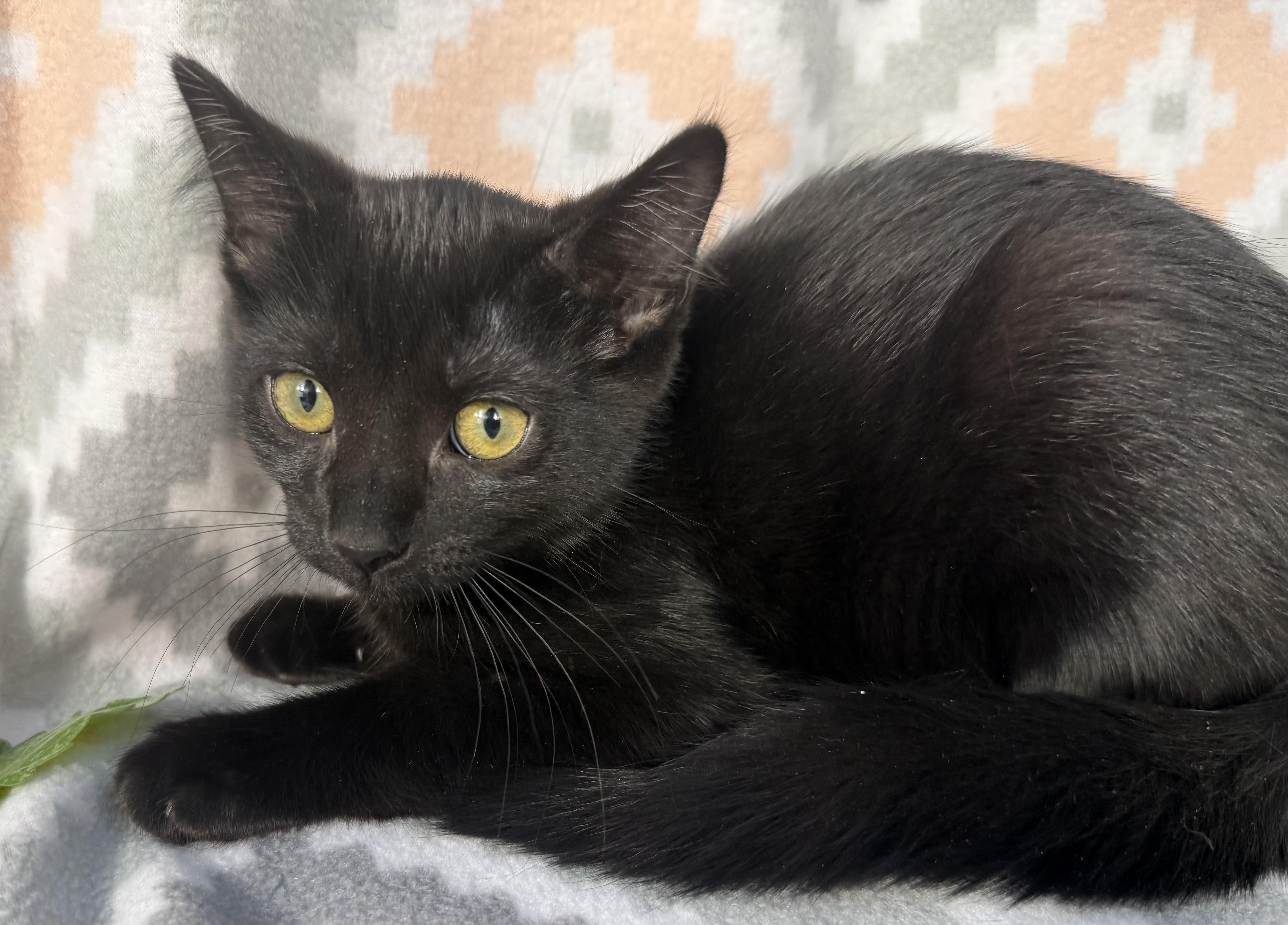 Enlarge McRib, a Adoptable Domestic Short Hair in Minneapolis, MN image 2/3