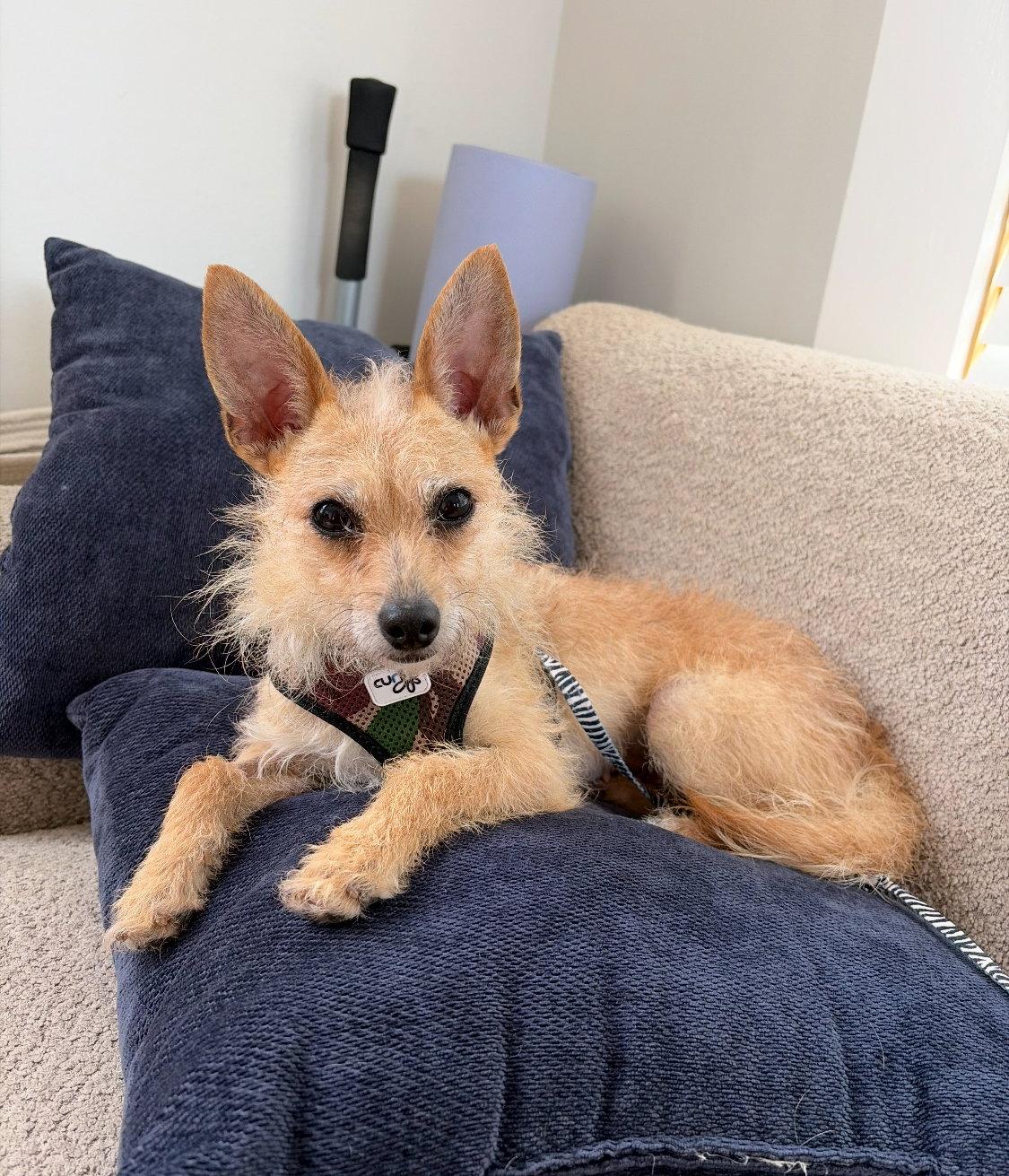 Enlarge Yoko, a Adoptable mixed breed in San Francisco, CA image 3/3