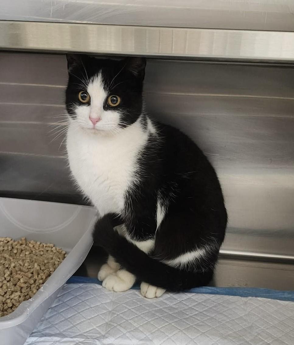 Enlarge Sylvester, an adopted Domestic Short Hair in Germanton, NC image 1/1