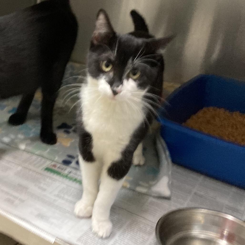 Domino, Adoptable, Kitten Male Domestic Short Hair.