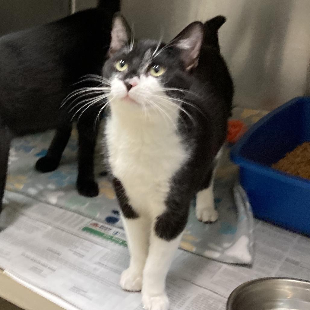 Domino, a Adoptable Domestic Short Hair in Galveston, TX image 2/3