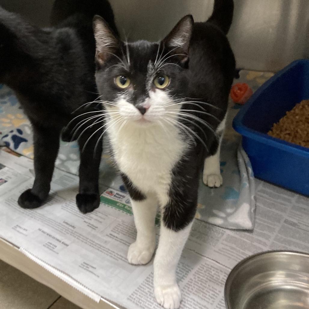 Domino, a Adoptable Domestic Short Hair in Galveston, TX image 3/3