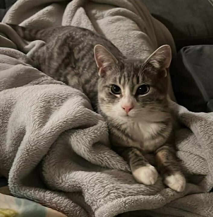 Frederick, adopted, Young Male Domestic Short Hair.