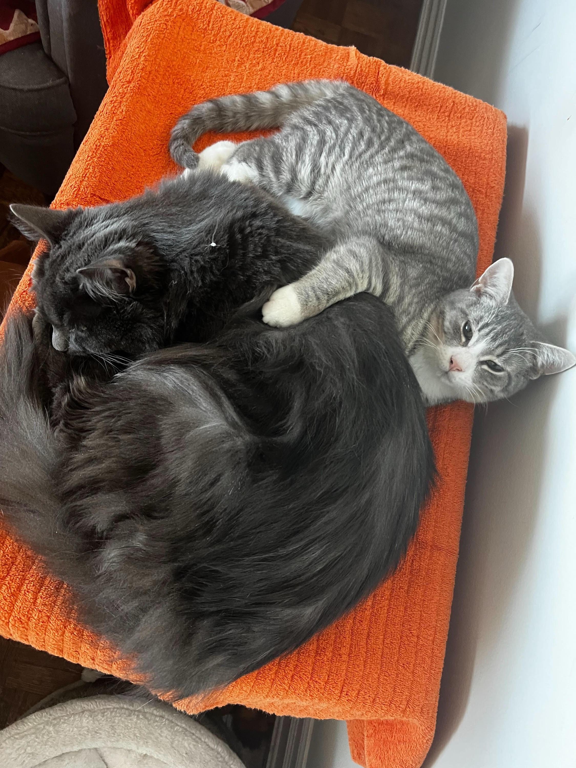 Frederick, an adopted Domestic Short Hair in Toronto, ON image 5/5