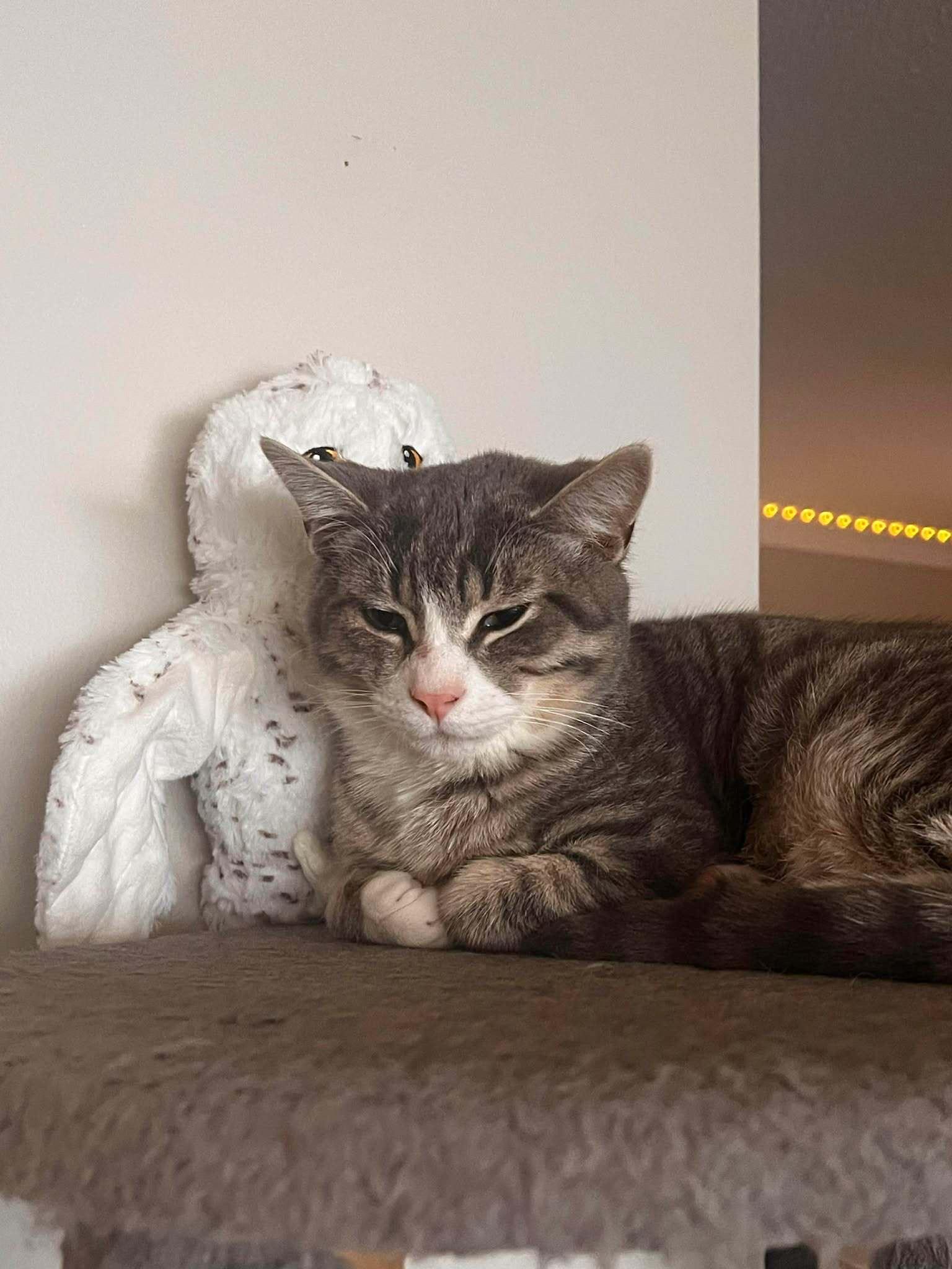 Frederick, an adopted Domestic Short Hair in Toronto, ON image 2/5