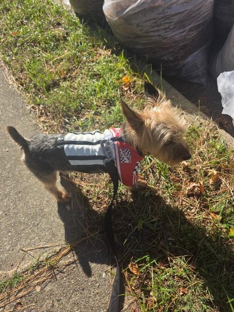 Enlarge Baxter, a Adoptable Yorkshire Terrier in Hampton, VA image 1/1