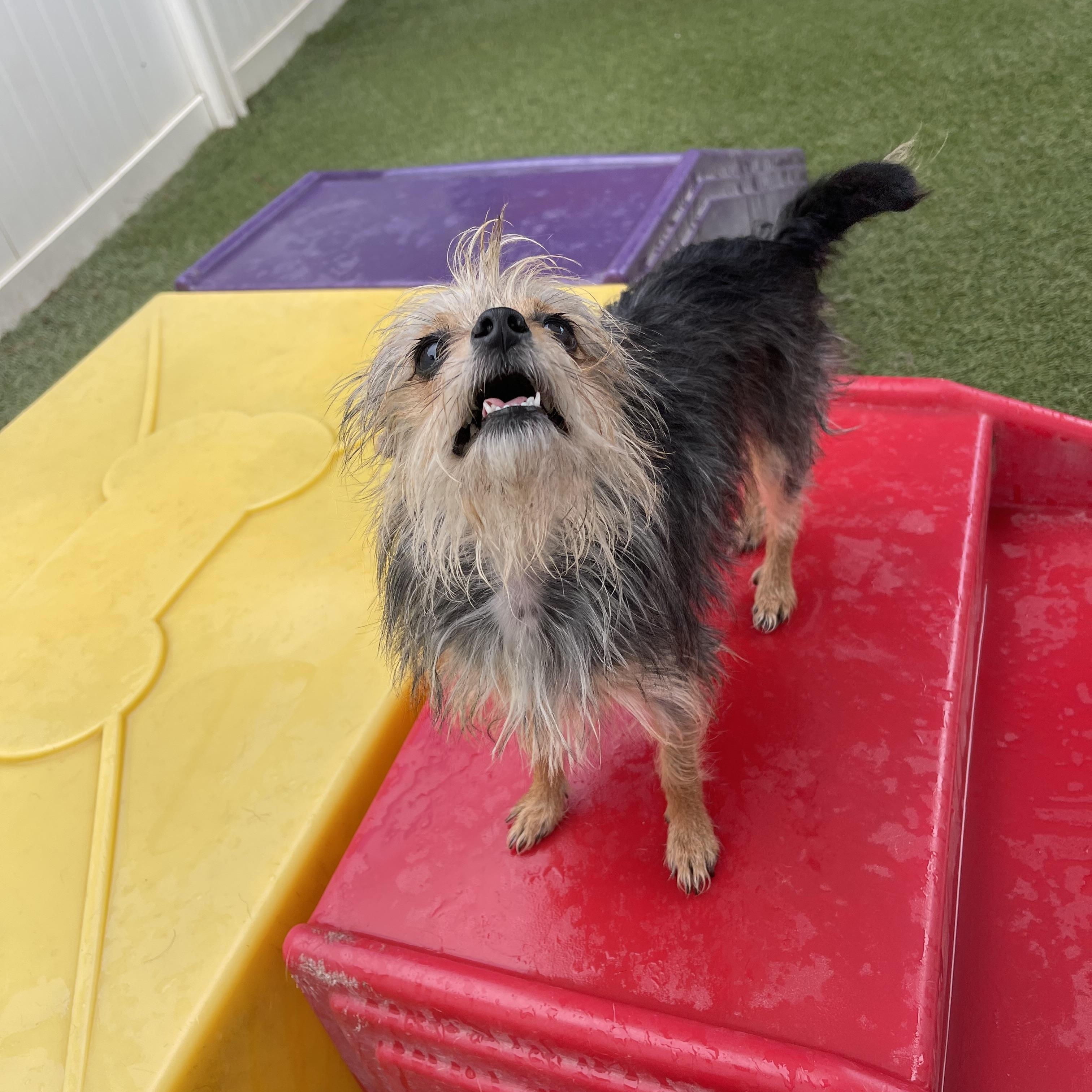 Enlarge Baby, a ADOPTABLE mixed breed in Baton Rouge, LA image 2/6