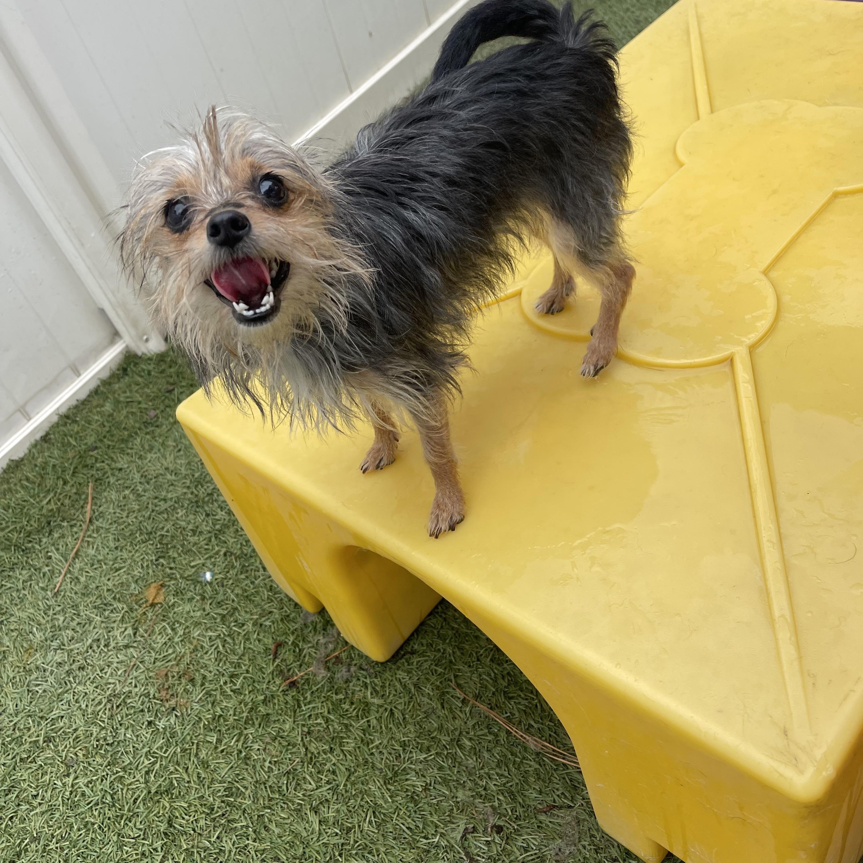 Enlarge Baby, a ADOPTABLE mixed breed in Baton Rouge, LA image 5/6