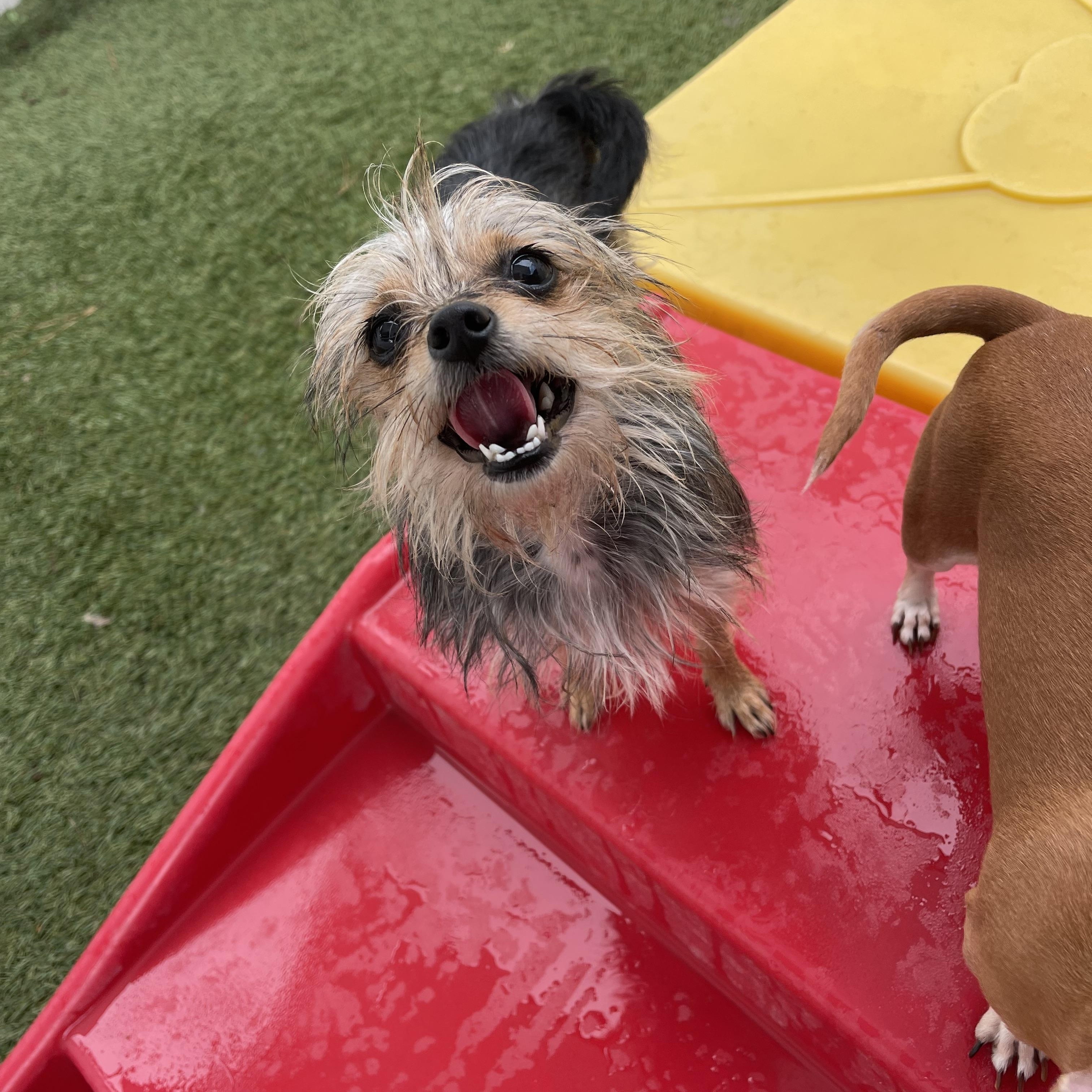 Enlarge Baby, a ADOPTABLE mixed breed in Baton Rouge, LA image 3/6