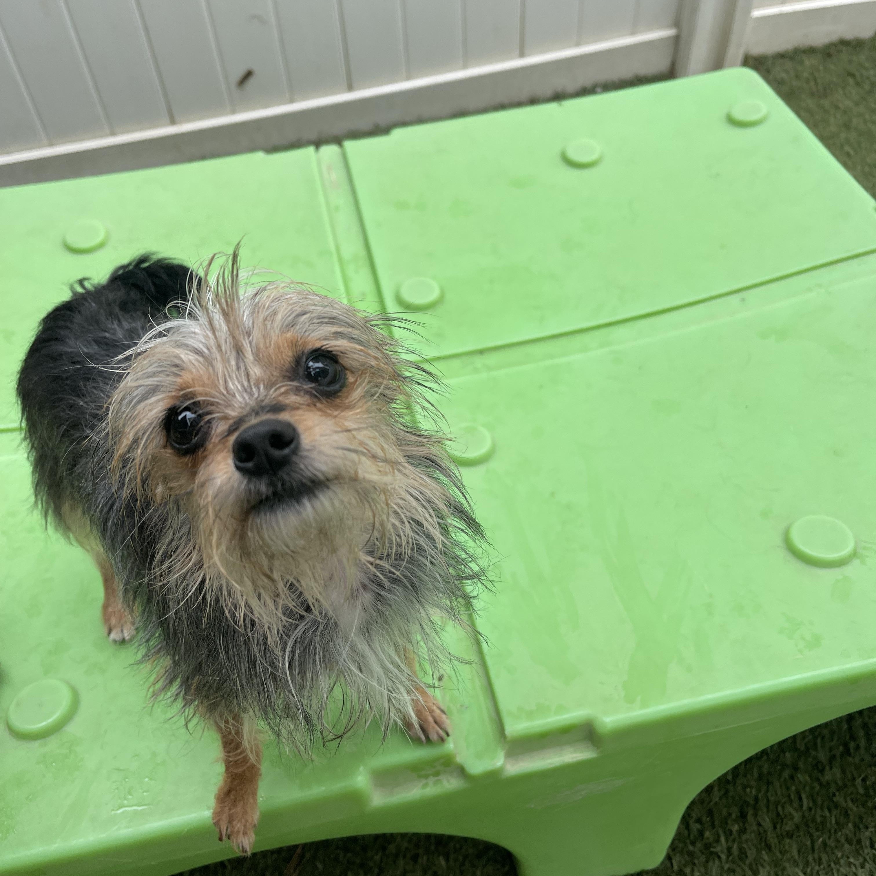Enlarge Baby, a ADOPTABLE mixed breed in Baton Rouge, LA image 4/6