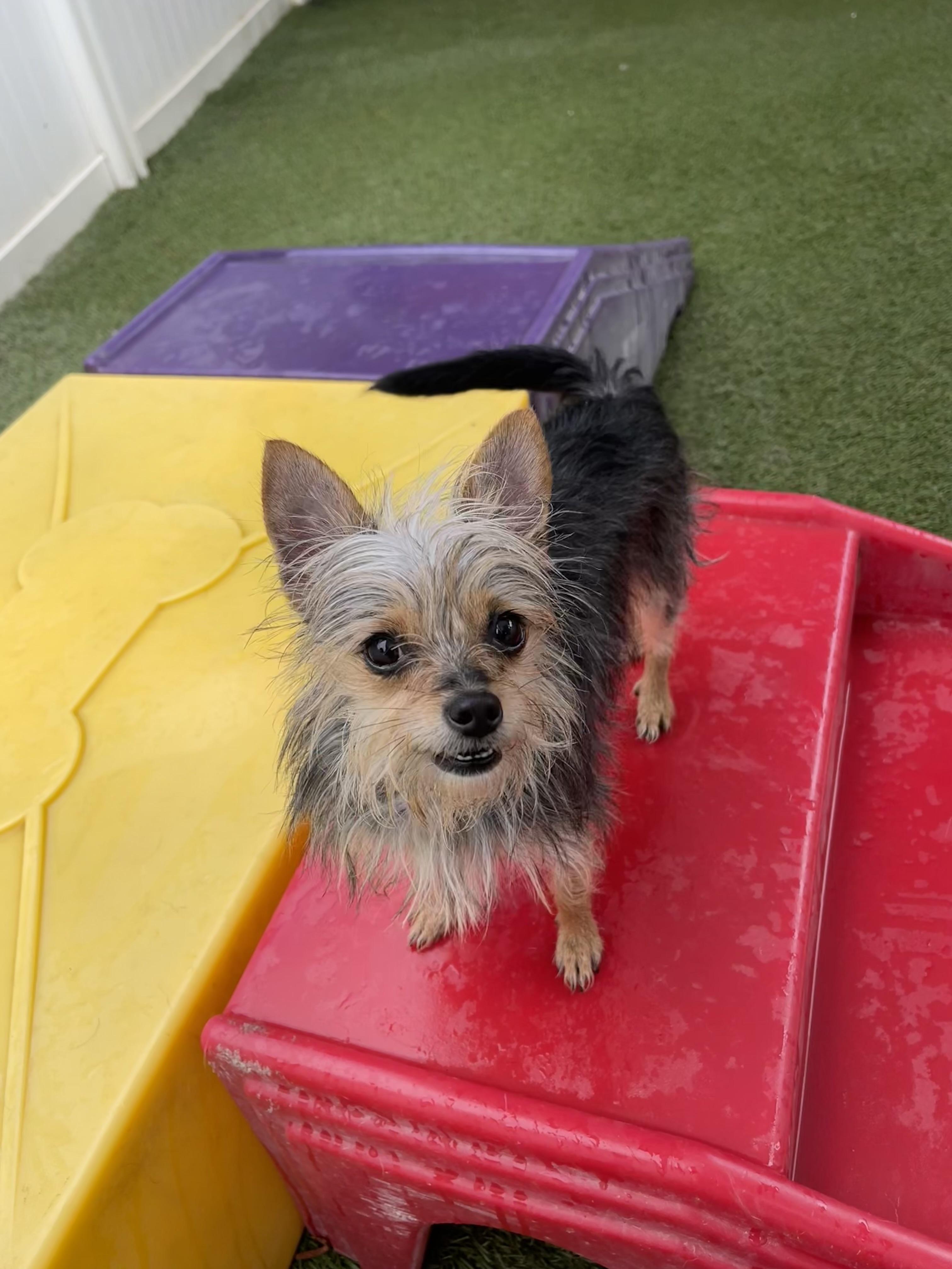 Baby, ADOPTABLE, Adult Female Yorkshire Terrier.