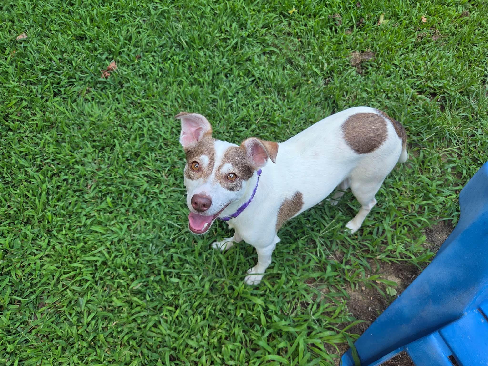 Enlarge Stewie, a ADOPTABLE mixed breed in Prince Frederick, MD image 6/6