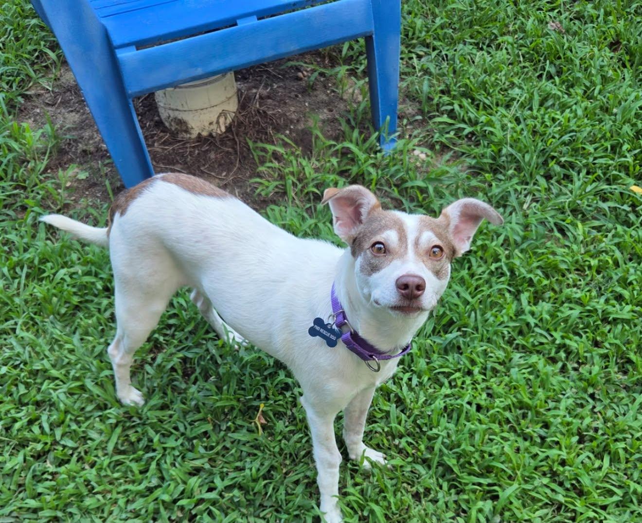 Enlarge Stewie, a ADOPTABLE mixed breed in Prince Frederick, MD image 1/6