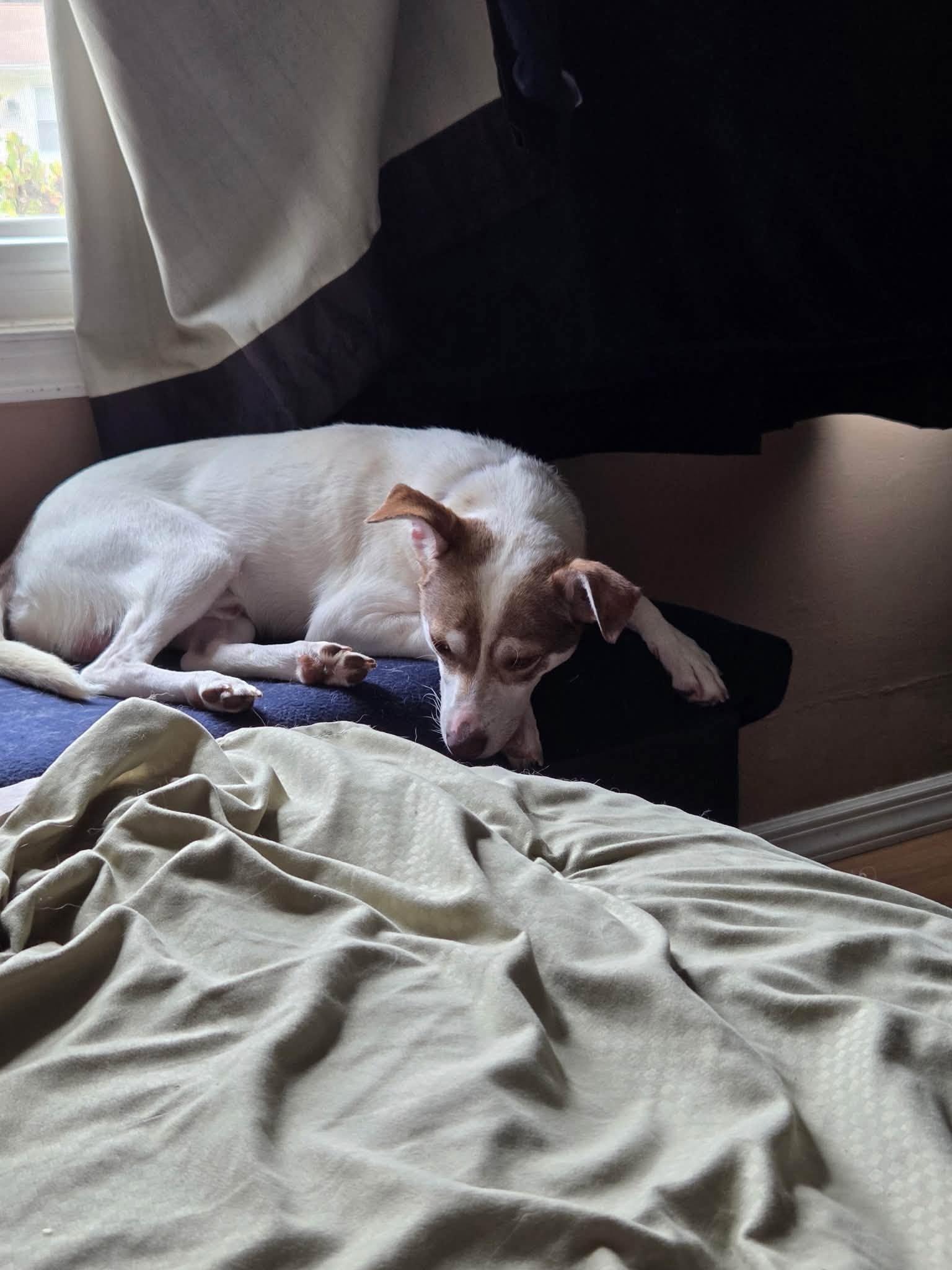Enlarge Stewie, a ADOPTABLE mixed breed in Prince Frederick, MD image 2/6