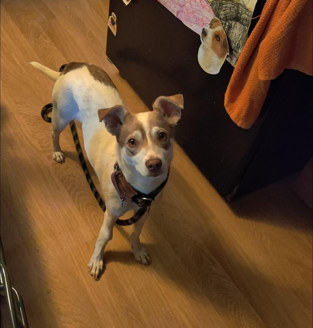 Enlarge Stewie, a ADOPTABLE mixed breed in Prince Frederick, MD image 5/6